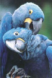 Blue Hyacinths