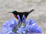 Sunbird
